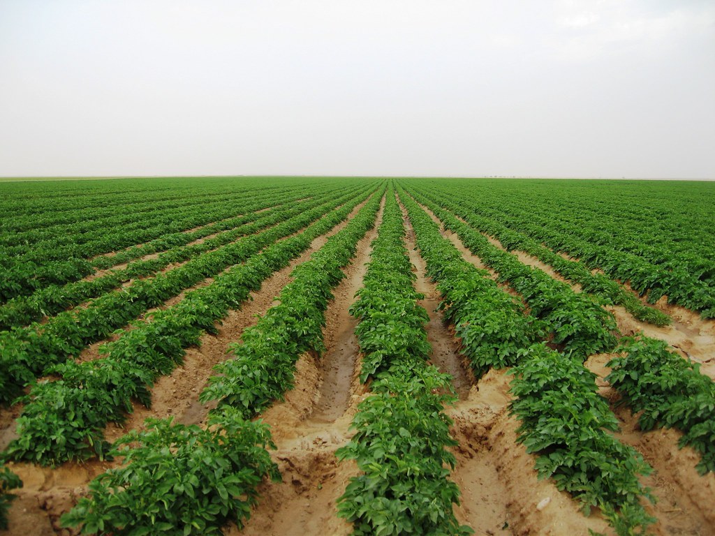 afbeelding van aardappelveld